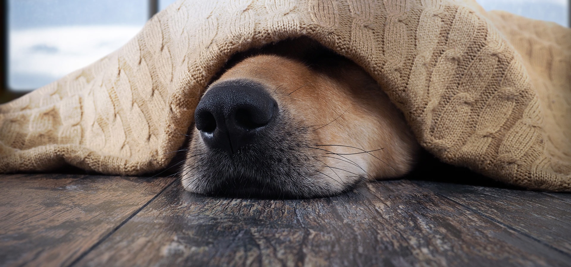 Bilder Hund Silvester Kostenlos zum Ausdrucken